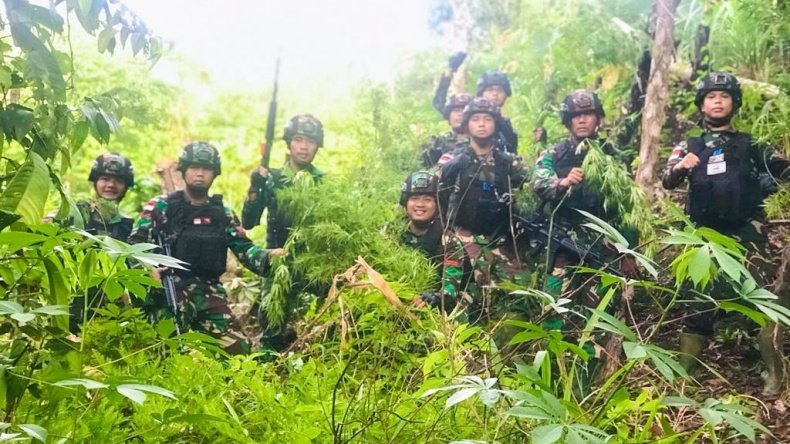 Satgas Pamtas RI-PNG Yonif 126/KC kembali menemukan ladang ganja siap panen seluas 5 hektare